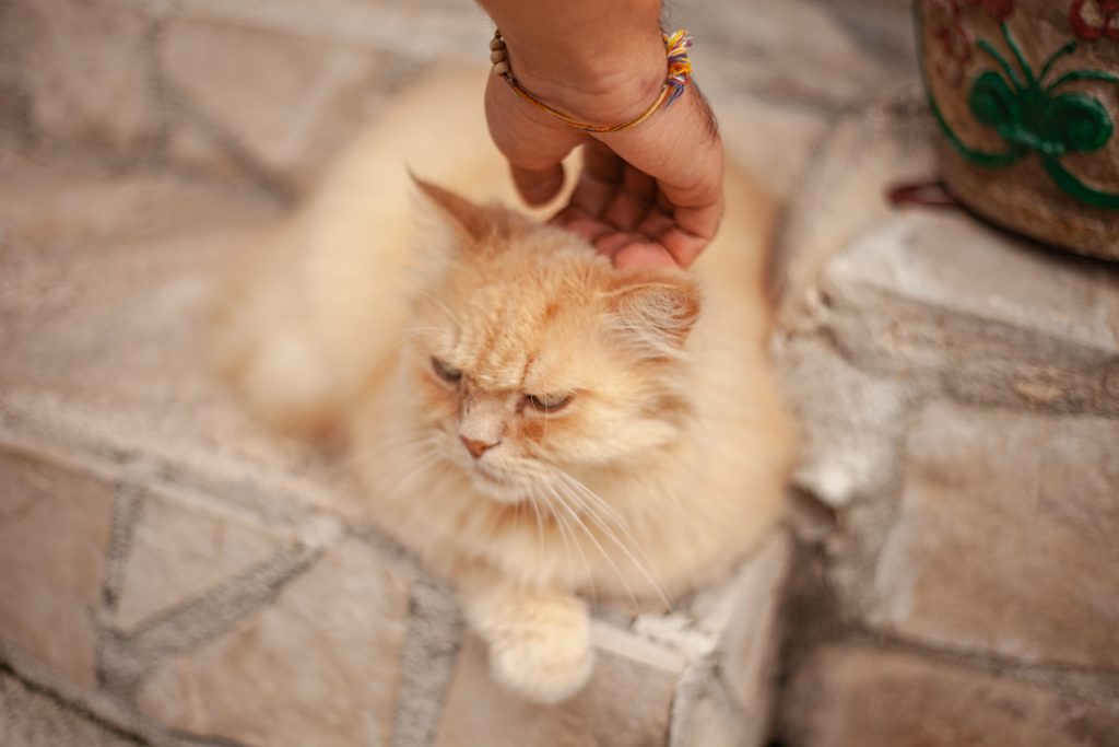 How to remove a tick from a cat without clamp