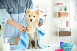 Dog grooming service in Bangkok